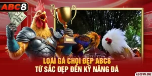 Loài Gà Chọi Đẹp ABC8 - Từ Sắc Đẹp đến Kỹ Năng Đá