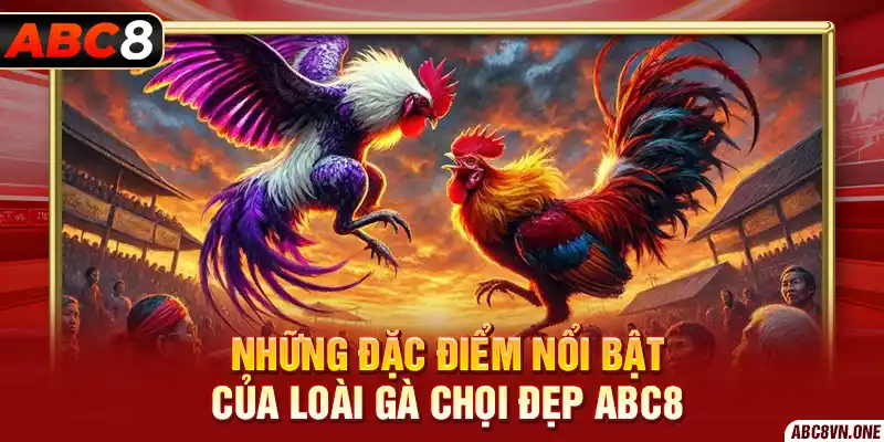 Những đặc điểm nổi bật của Loài Gà Chọi Đẹp ABC8