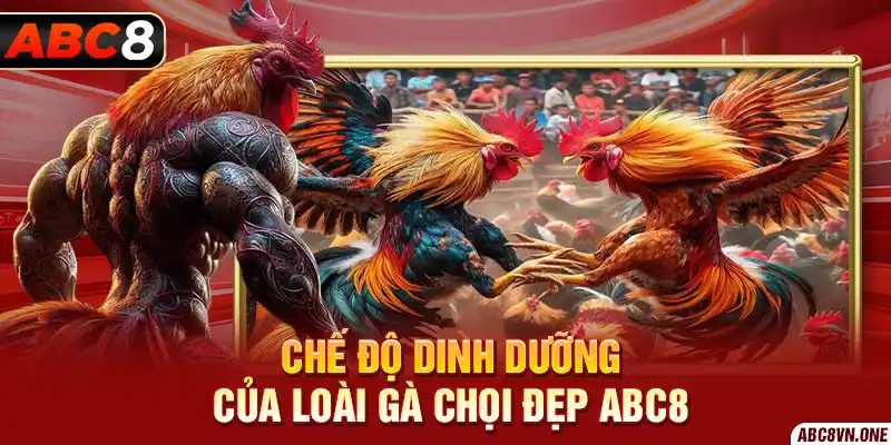 Chế độ dinh dưỡng của Loài Gà Chọi Đẹp ABC8