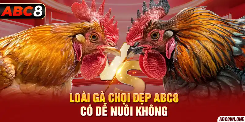 Loài Gà Chọi Đẹp ABC8 có dễ nuôi không