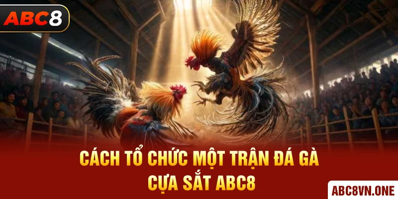 Cách tổ chức một trận Đá Gà Cựa Sắt ABC8