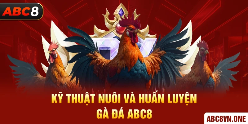 Kỹ thuật nuôi và huấn luyện gà đá ABC8 